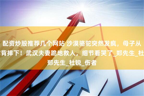 配资炒股推荐几个网站 沙漠骆驼突然发疯，母子从2米高驼背摔下！武汉夫妻跪地救人，细节看哭了_郑先生_杜锐_伤者