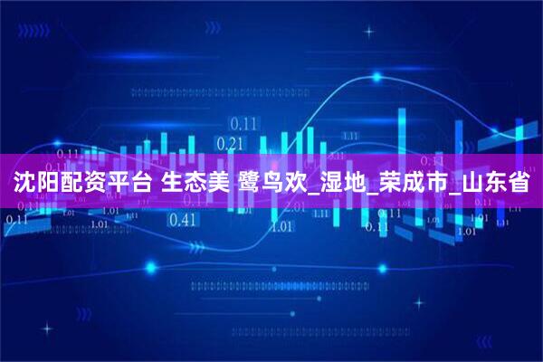 沈阳配资平台 生态美 鹭鸟欢_湿地_荣成市_山东省